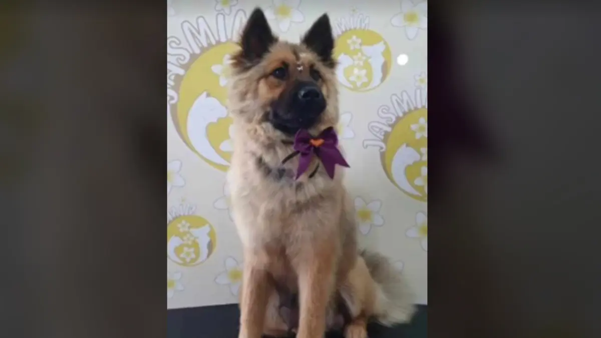 Ajude a encontrar a Pandora