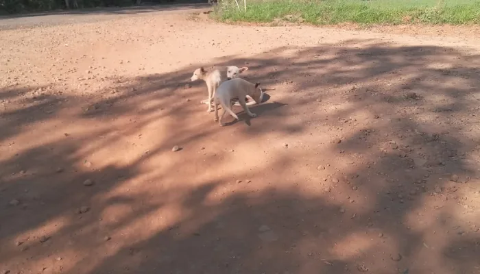 Abandono de animais na Linha Santana em Catanduvas revolta moradores