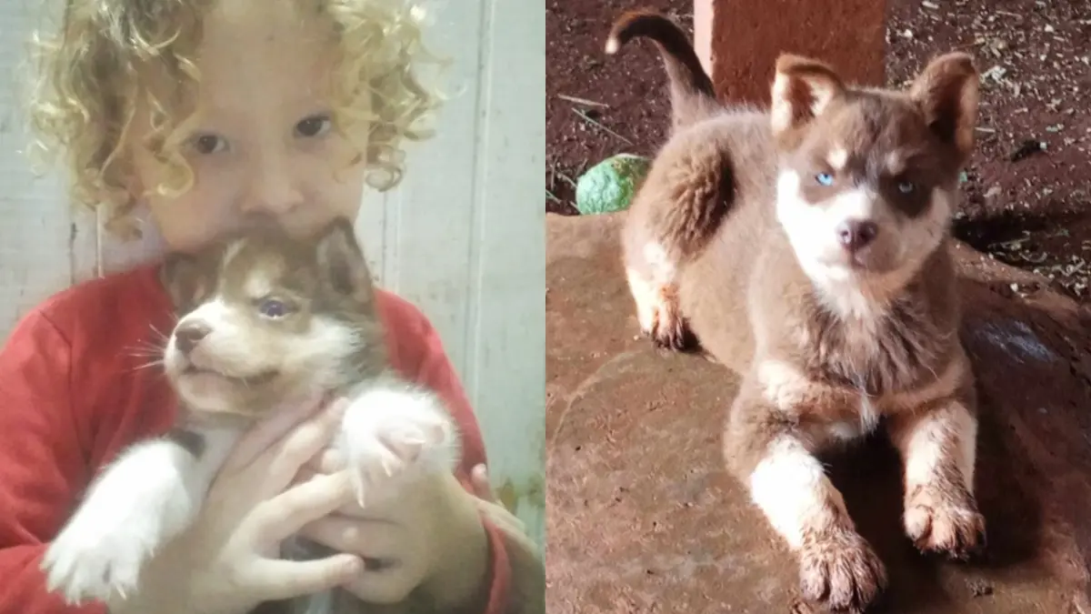 Família pede ajuda para encontrar cachorrinha que sumiu em frente ao Colégio São Marcos