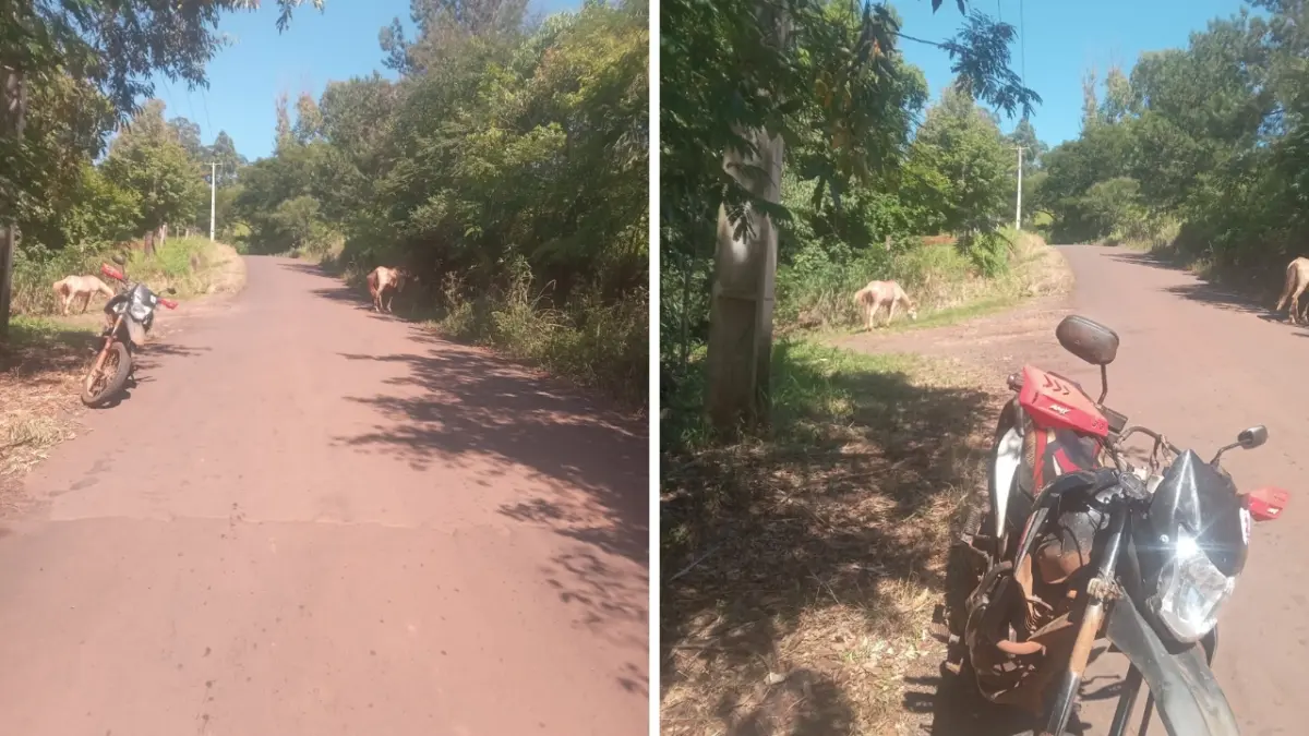 Cavalos soltos quase causam acidente na Linha Passo Liso em Catanduvas
