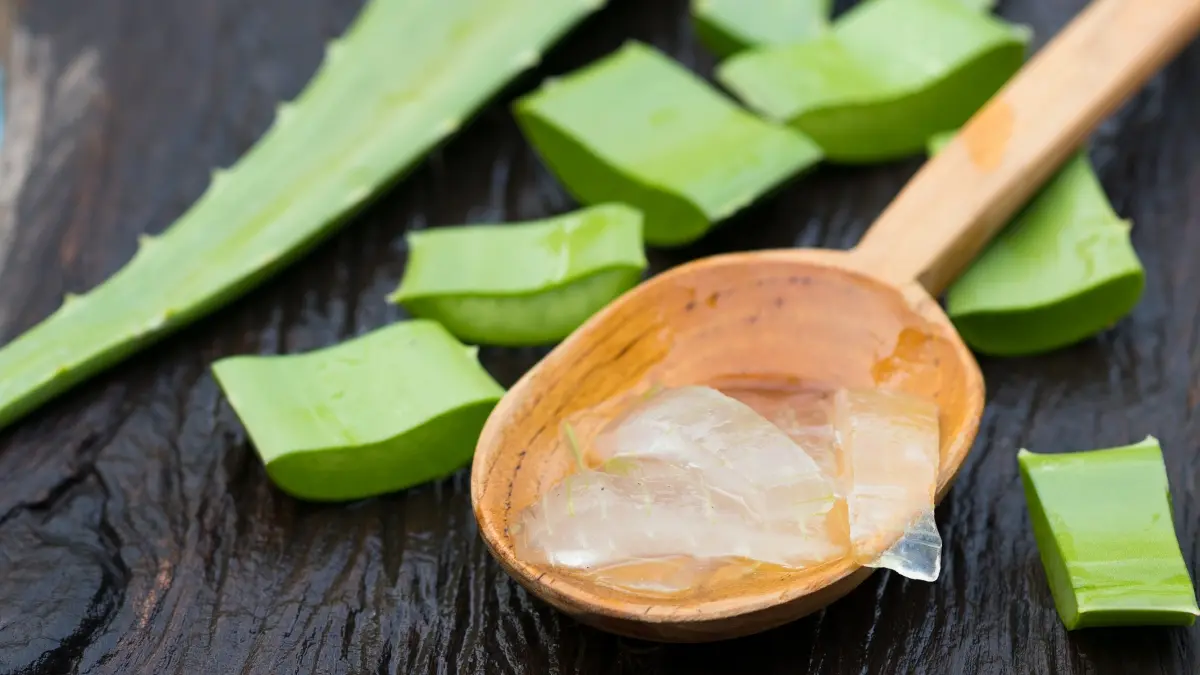 Especialistas ensinam técnica correta para extrair gel puro de Aloe vera Especialistas ensinam técnica correta para extrair gel puro de Aloe vera