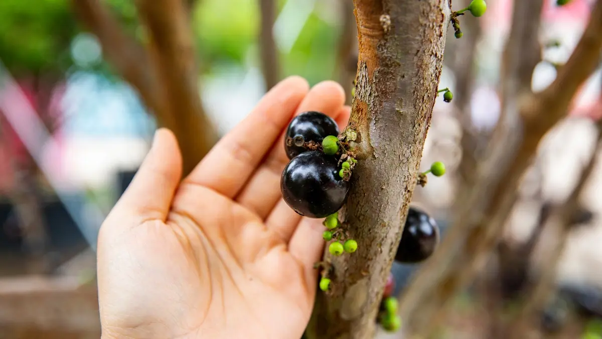 Fruta nativa da Mata Atlântica ganha status de superalimento Fruta nativa da Mata Atlântica ganha status de superalimento