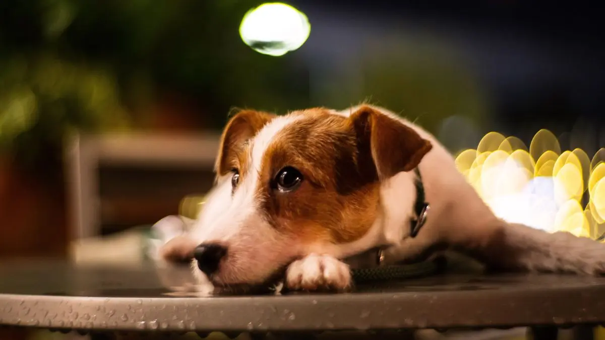 O mistério da agitação noturna de cães e gatos desafia o sono dos tutores O mistério da agitação noturna de cães e gatos desafia o sono dos tutores