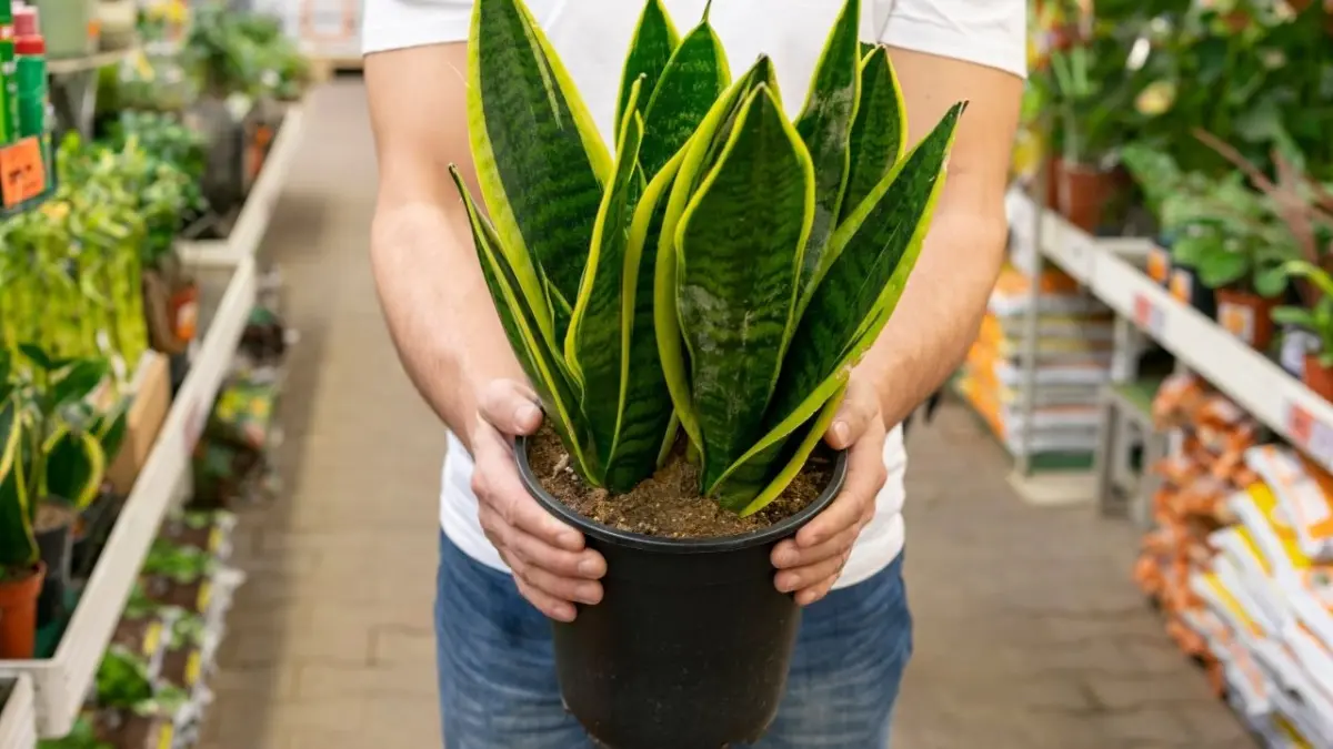 Espada de São Jorge na entrada da casa purifica o ar e traz proteção Espada de São Jorge na entrada da casa purifica o ar e traz proteção
