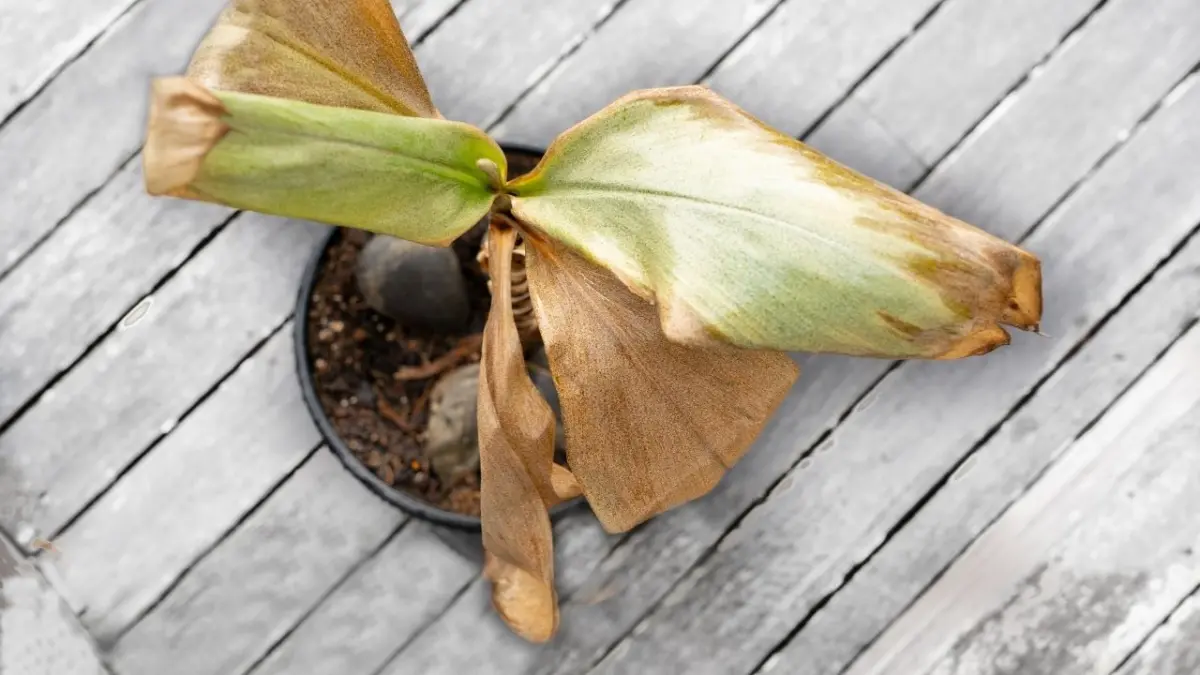 Folhas amarelas nas plantas podem indicar morte das raízes e falta de nutrientes Folhas amarelas nas plantas podem indicar morte das raízes e falta de nutrientes