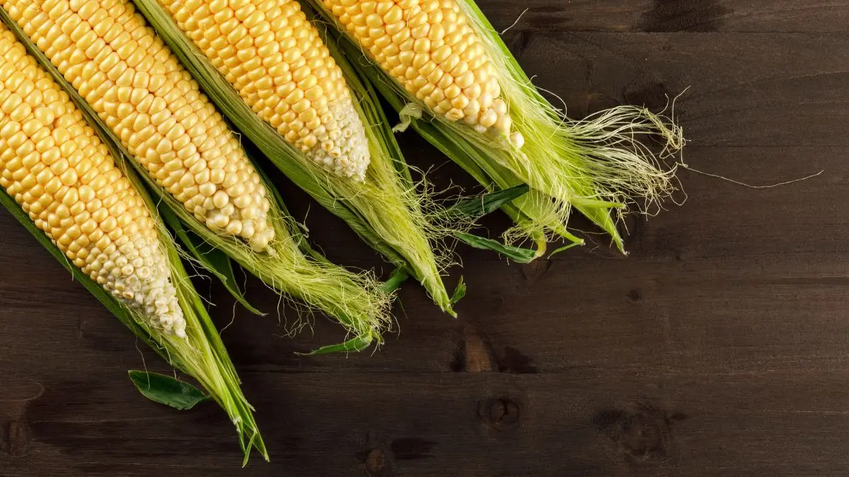 Nutricionistas recomendam milho como fonte natural de carboidrato para treinos Nutricionistas recomendam milho como fonte natural de carboidrato para treinos