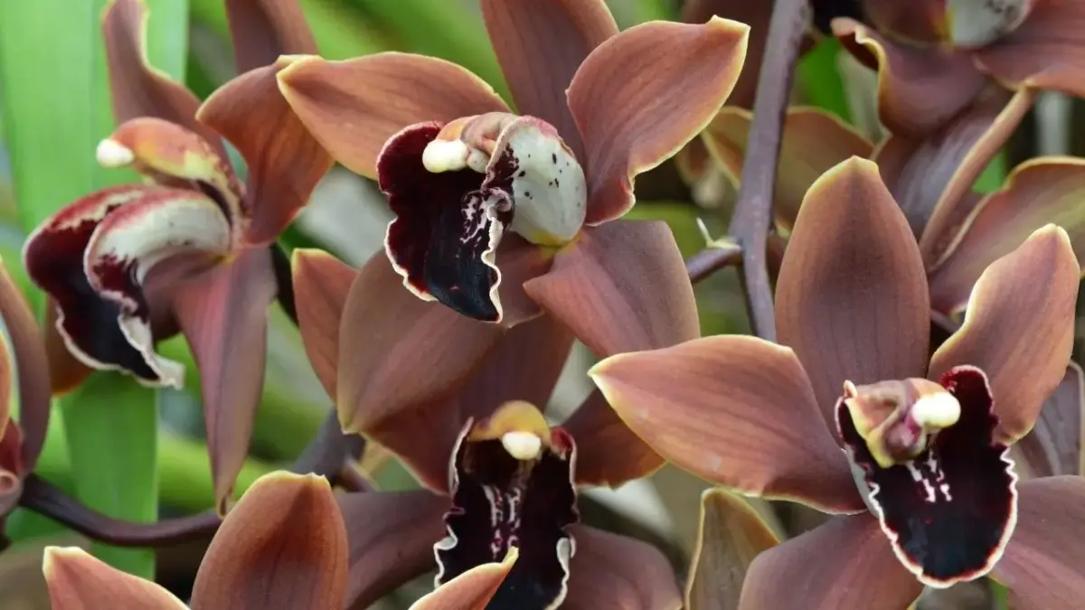 Plantas que dominam a decoração em 2026 trazem luxo e resistência para a sala