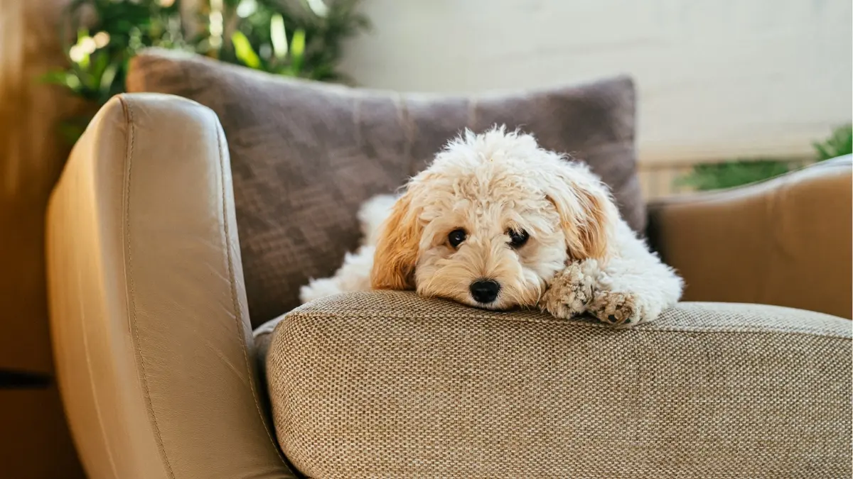 Segundo veterinários esses são os 5 principais sintomas de diabetes canina
