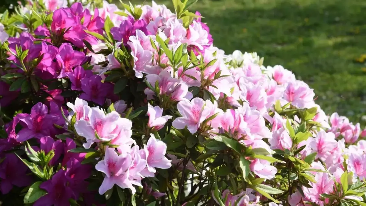 Plantas que elevam o bem estar e transformam a saúde dentro de casa