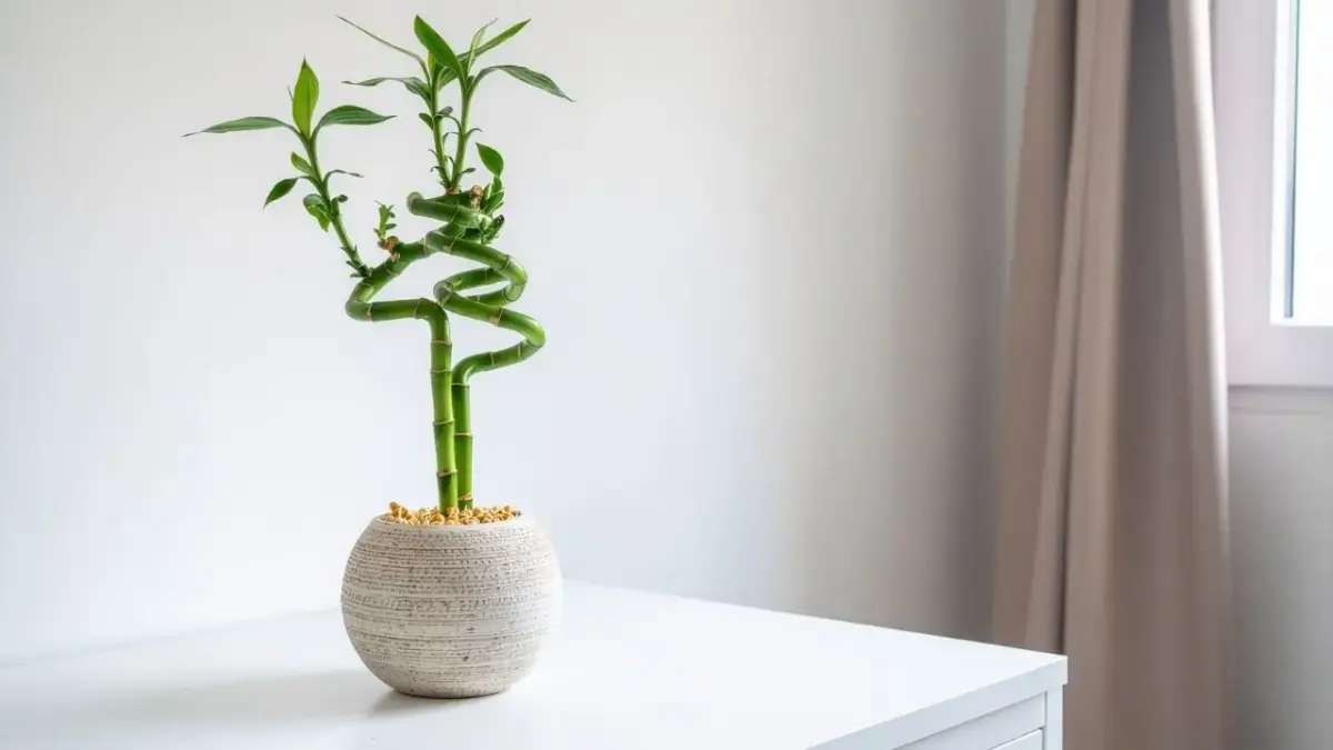 O guia definitivo das plantas que trazem fartura para o ambiente doméstico