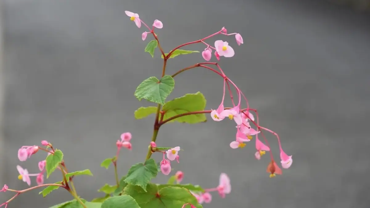 Plantas que elevam o bem estar e transformam a saúde dentro de casa