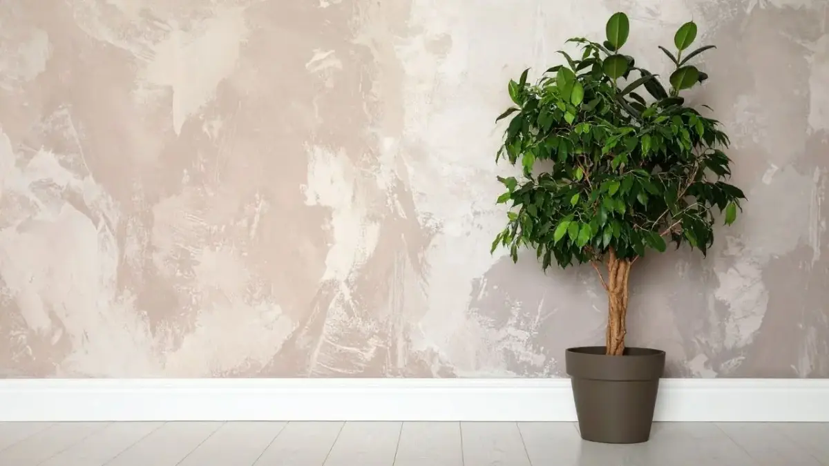 Novas plantas tendência para 2026 prometem transformar a decoração da sua casa 2 Novas plantas tendência para 2026 prometem transformar a decoração da sua casa