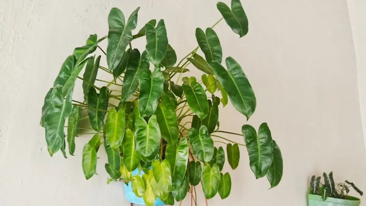 Novas plantas tendência para 2026 prometem transformar a decoração da sua casa 1 Novas plantas tendência para 2026 prometem transformar a decoração da sua casa