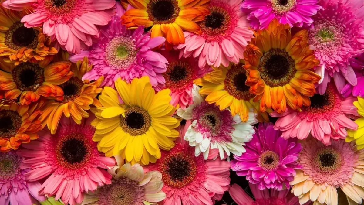 Plantas que elevam o bem estar e transformam a saúde dentro de casa