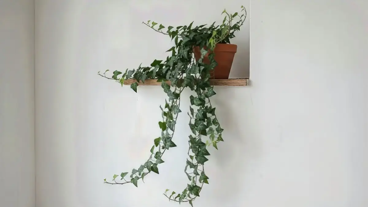 Plantas no quarto renovam o ar e combatem a insônia de forma natural