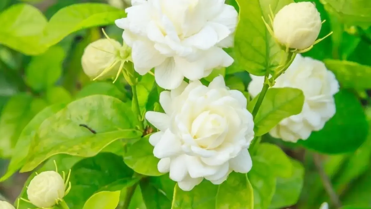 Plantas no quarto renovam o ar e combatem a insônia de forma natural