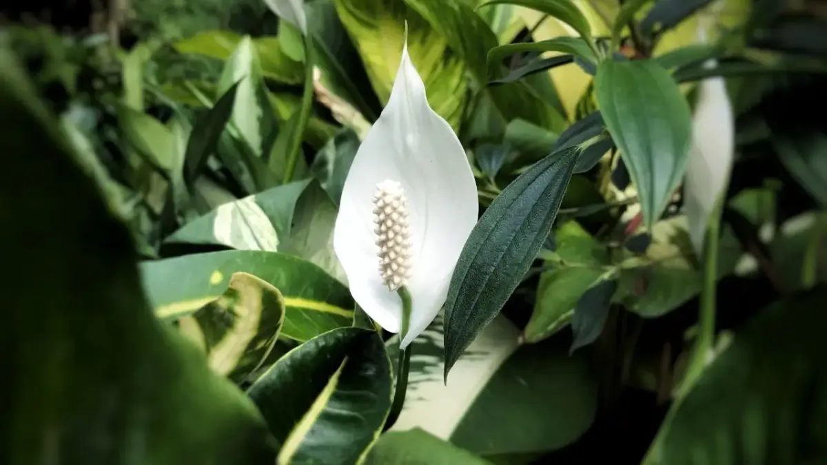 Plantas que elevam o bem estar e transformam a saúde dentro de casa