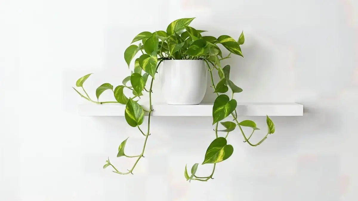 Novas plantas tendência para 2026 prometem transformar a decoração da sua casa 3 Novas plantas tendência para 2026 prometem transformar a decoração da sua casa