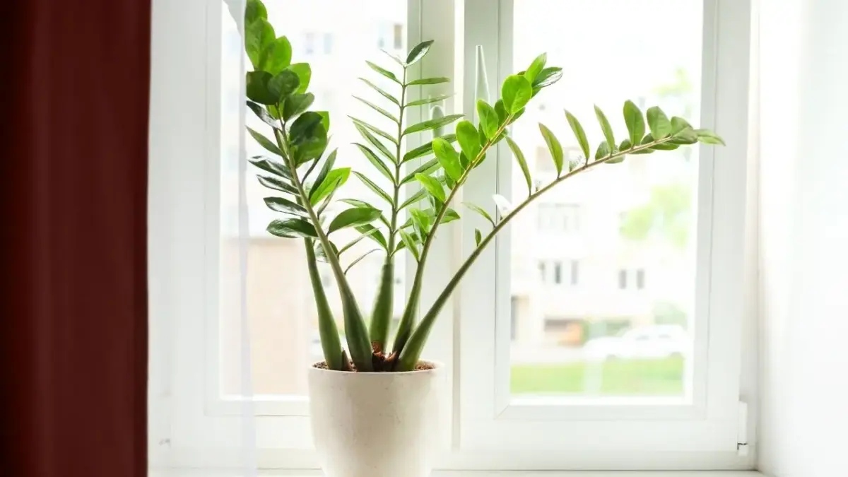 O guia definitivo das plantas que trazem fartura para o ambiente doméstico