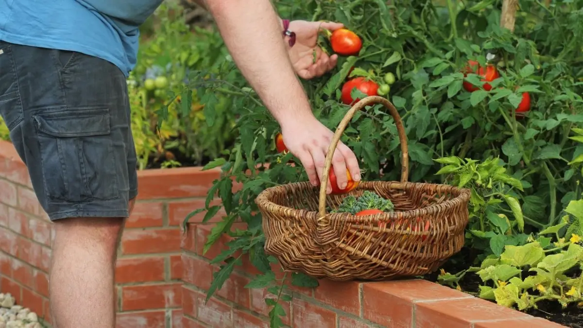 Cultivo doméstico de alimentos vira estratégia de sobrevivência contra inflação