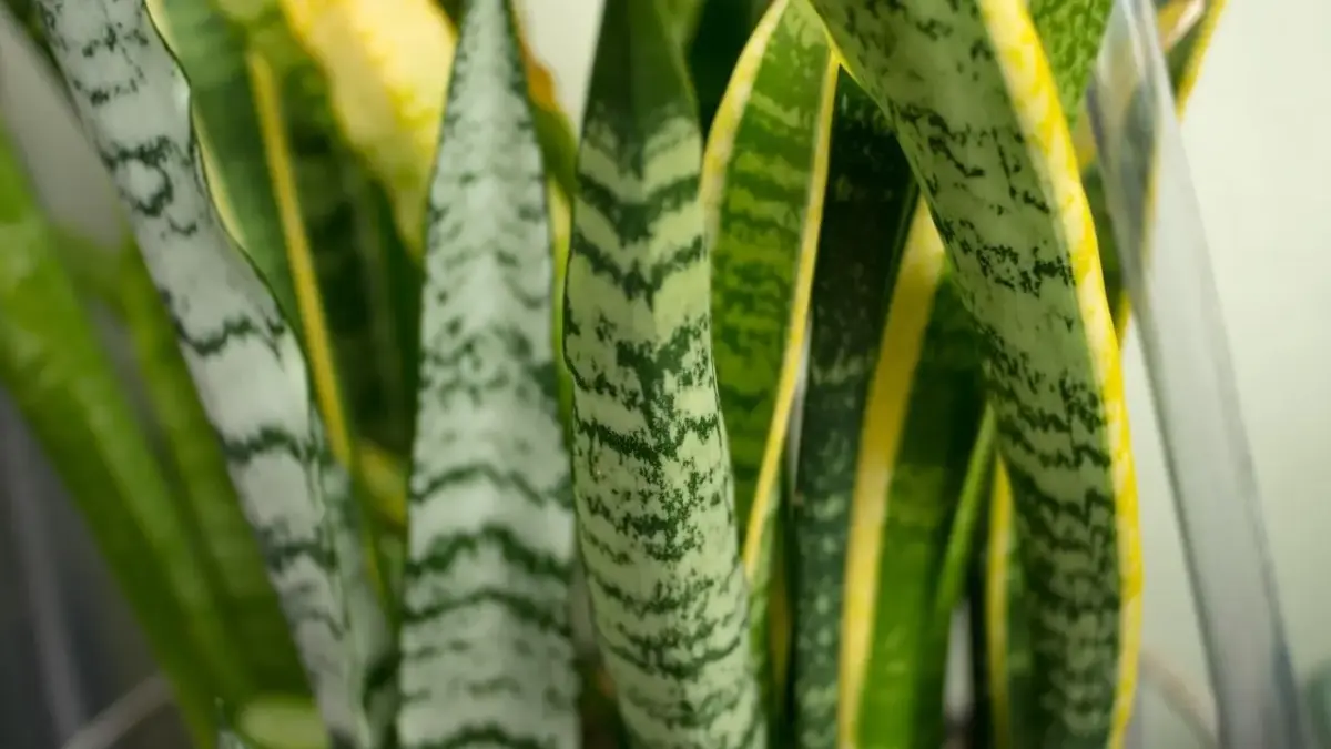 Plantas no quarto renovam o ar e combatem a insônia de forma natural