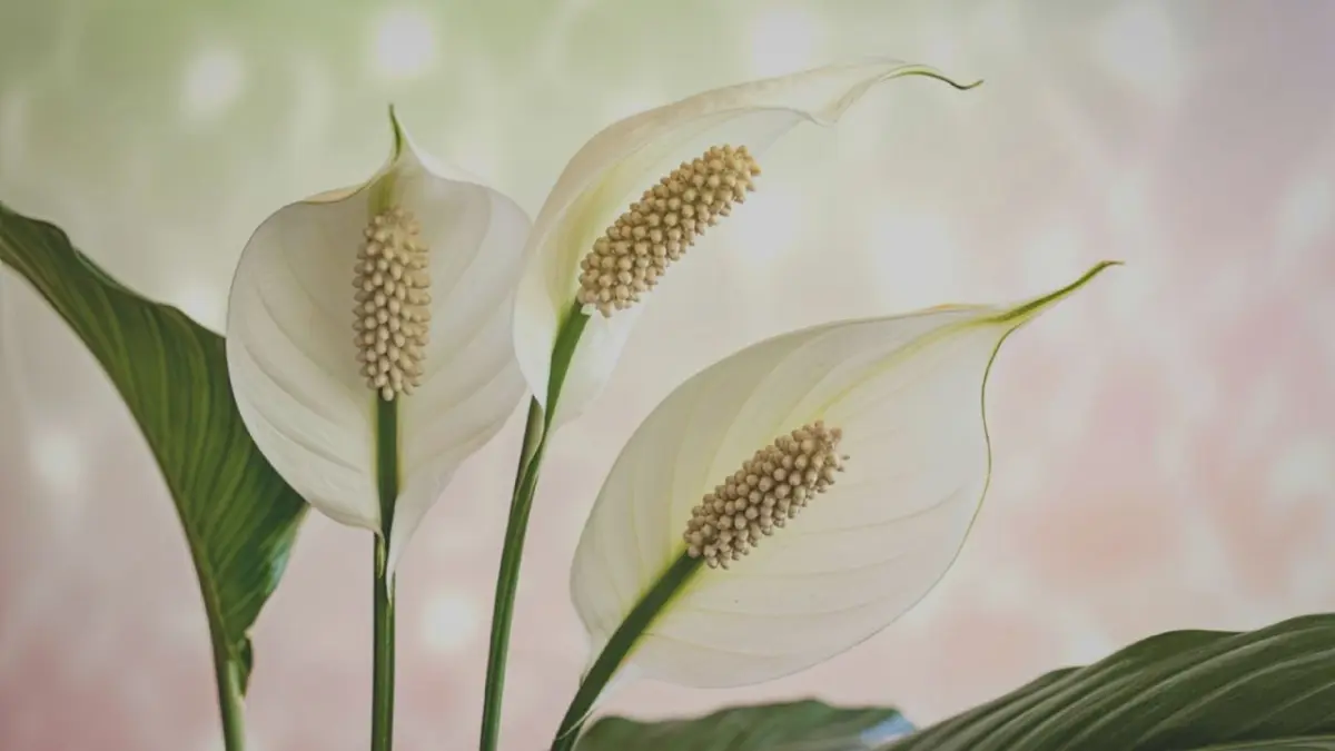 Cuidados urgentes garantem a sobrevivência do lírio da paz em apartamentos