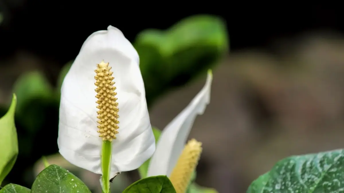 Cuidados urgentes garantem a sobrevivência do lírio da paz em apartamentos