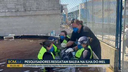 Baleia Cachalote-Anã Rara é Resgatada Viva no Paraná com Marcas de Ataque de Tubarão-Charuto Baleia Cachalote-Anã Rara é Resgatada Viva no Paraná com Marcas de Ataque de Tubarão-Charuto