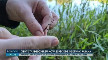 Descoberta Inédita no Paraná: Novo Inseto Semiaquático Que Anda Sobre a Água Surpreende a Ciência Descoberta Inédita no Paraná: Novo Inseto Semiaquático Que Anda Sobre a Água Surpreende a Ciência