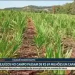 Seca Devasta Cidades do PR: Prejuízo de R$ 69 Milhões em Capanema e 12 Municípios em Emergência
