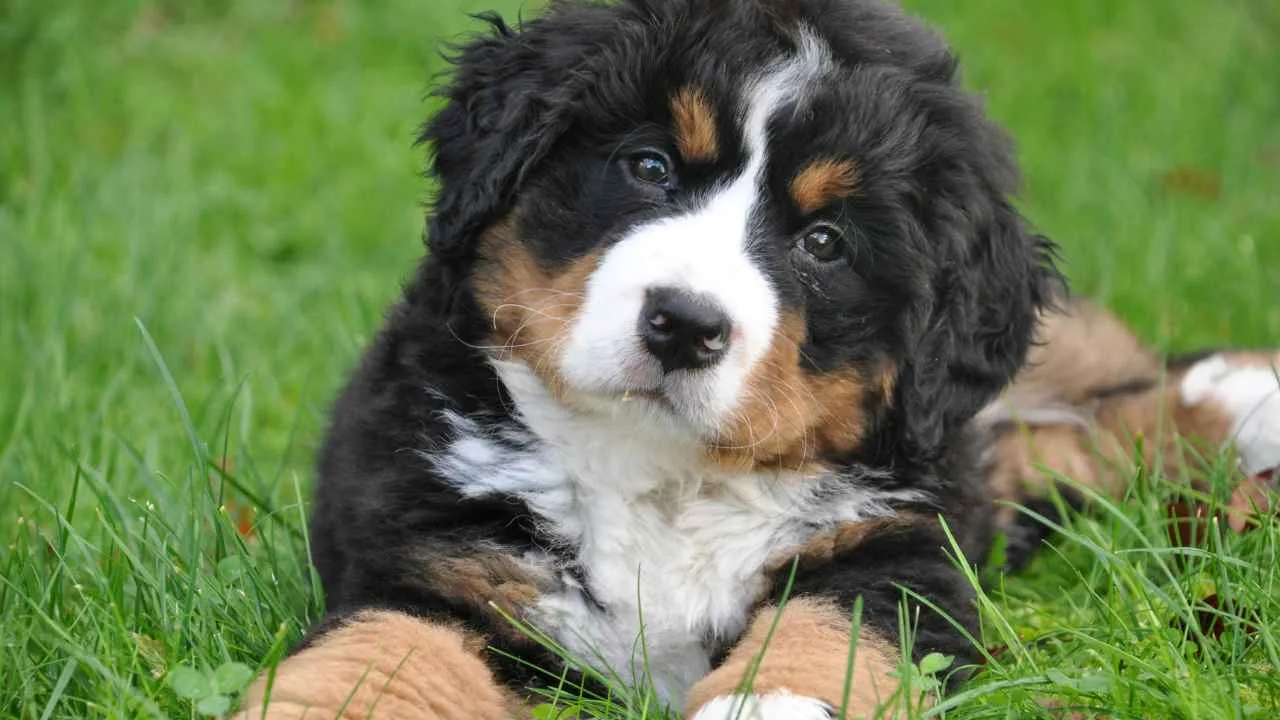 A conta de multiplicar a idade do cachorro por 7 não funciona e esta tabela mostra a diferença