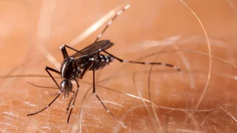 Goiânia registra alta de 278% nas notificações de chikungunya e já confirma 709 casos em 2026