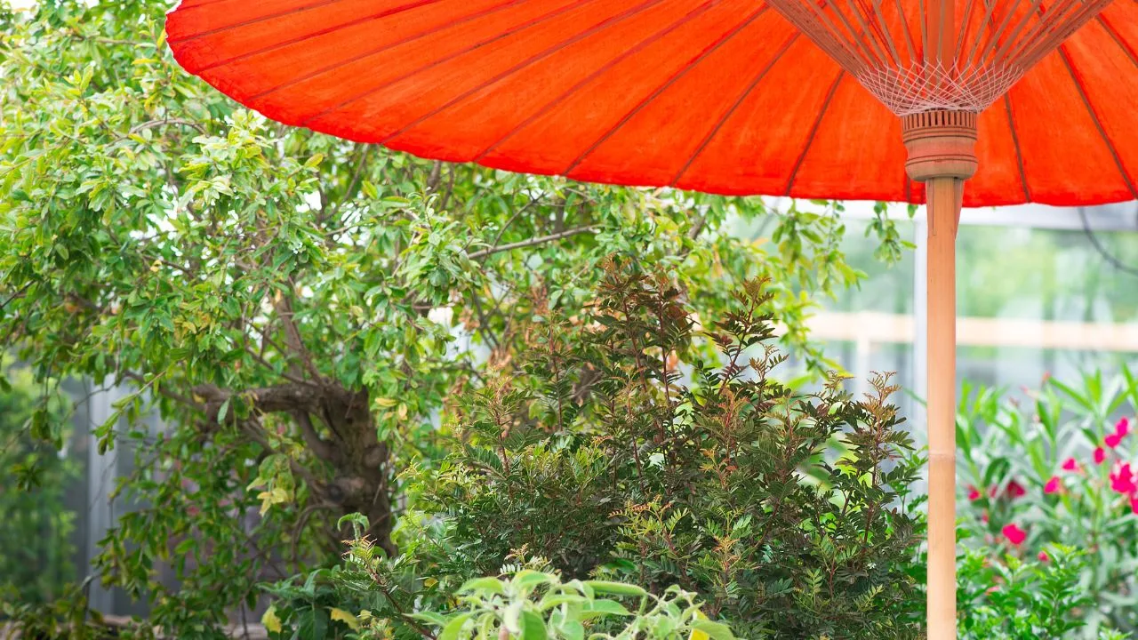 Por que as pessoas estão colocando guarda-chuvas de praia em seus jardins?