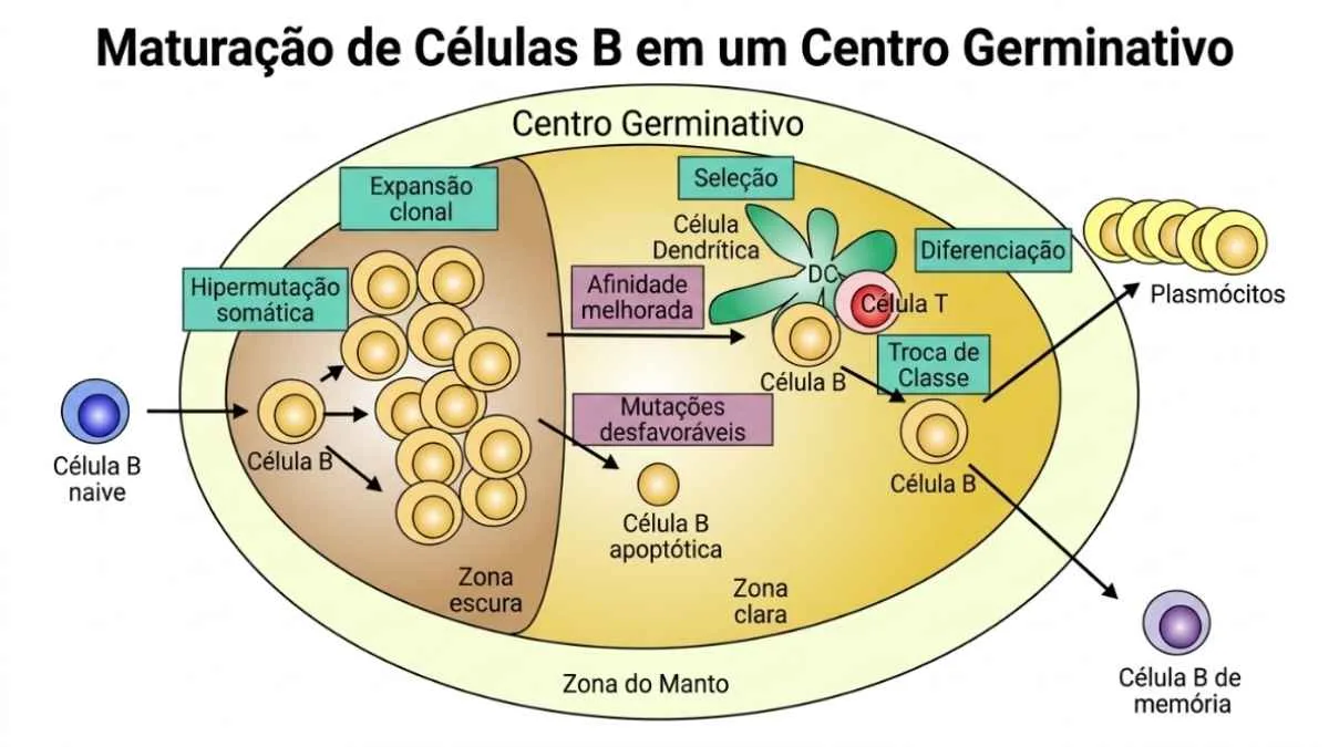 Imagens de imuno-histoquímica comparando áreas do crânio e do esterno com aglomerados de células imunes