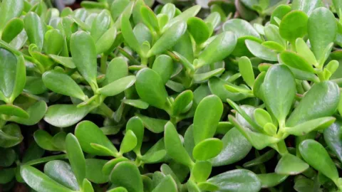 Quanto mais a planta-do-dinheiro cresce, mais prosperidade ela simboliza, e dois ingredientes simples podem entrar nos cuidados para estimular o vaso sem substituir luz, drenagem e regas bem controladas no dia a dia