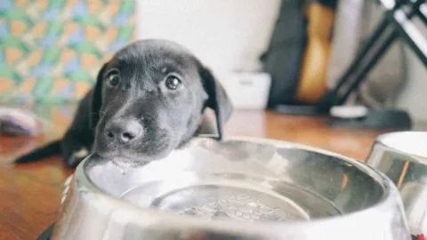 A água do pet pode parecer limpa mesmo quando uma película invisível já se forma no pote, e veterinários explicam por que a rotina de lavagem precisa ser mais frequente do que muitos tutores imaginam em casa
