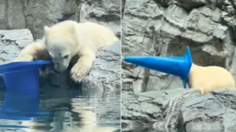 Filhote de urso-polar viraliza brincando com cones em aquário