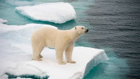 Turista buzina navio para acordar urso polar na praia, animal foge assustado e brincadeira termina em multa de R$ 27 mil