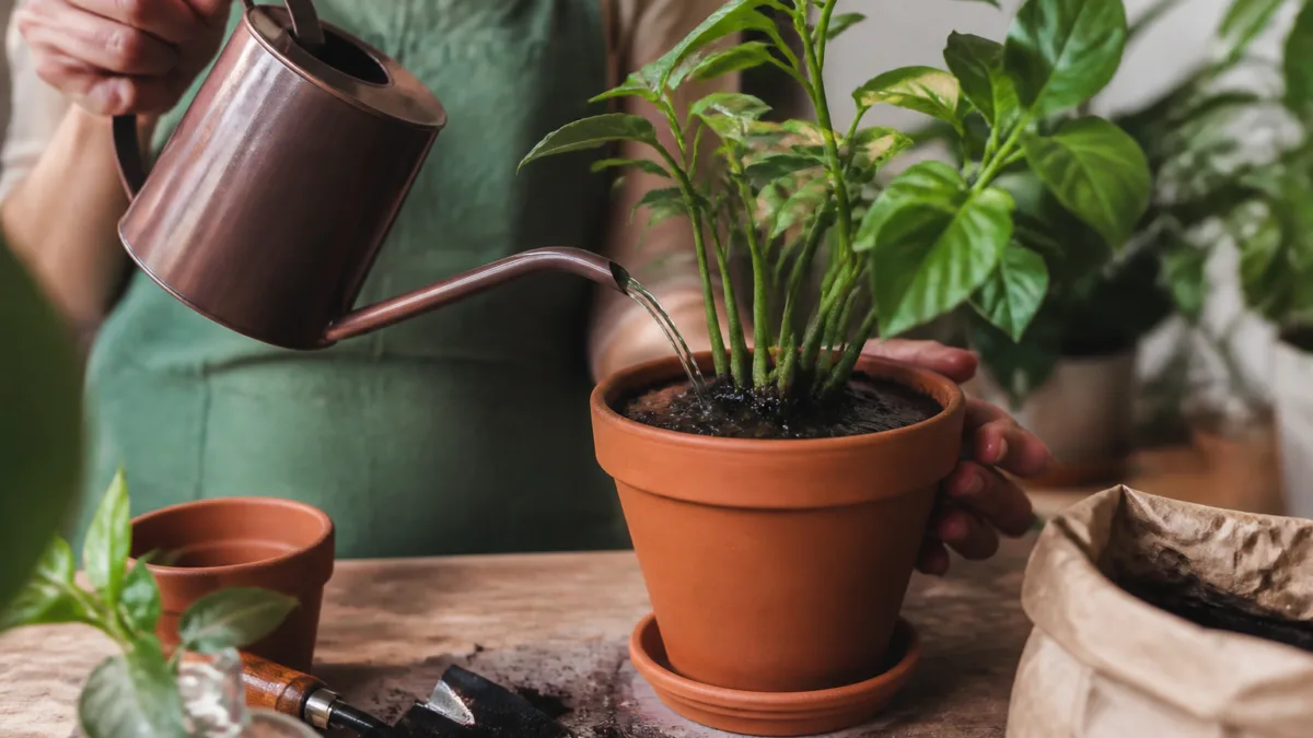 Pessoa regando lentamente uma planta em vaso