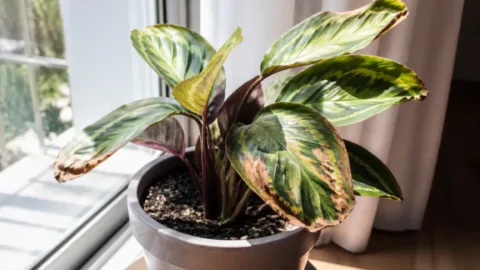 Planta em vaso exposta à luz intensa perto de uma janela