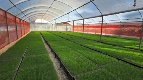 Genética e manejo definem desempenho econômico de florestas de Pinus