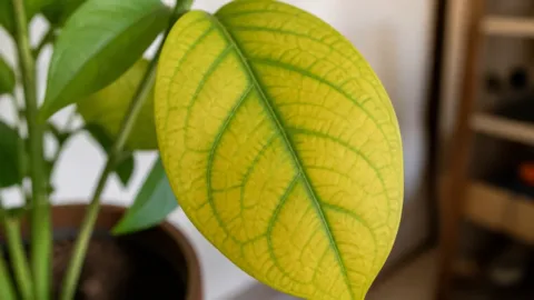 Folha amarela com nervuras verdes em uma planta de vaso