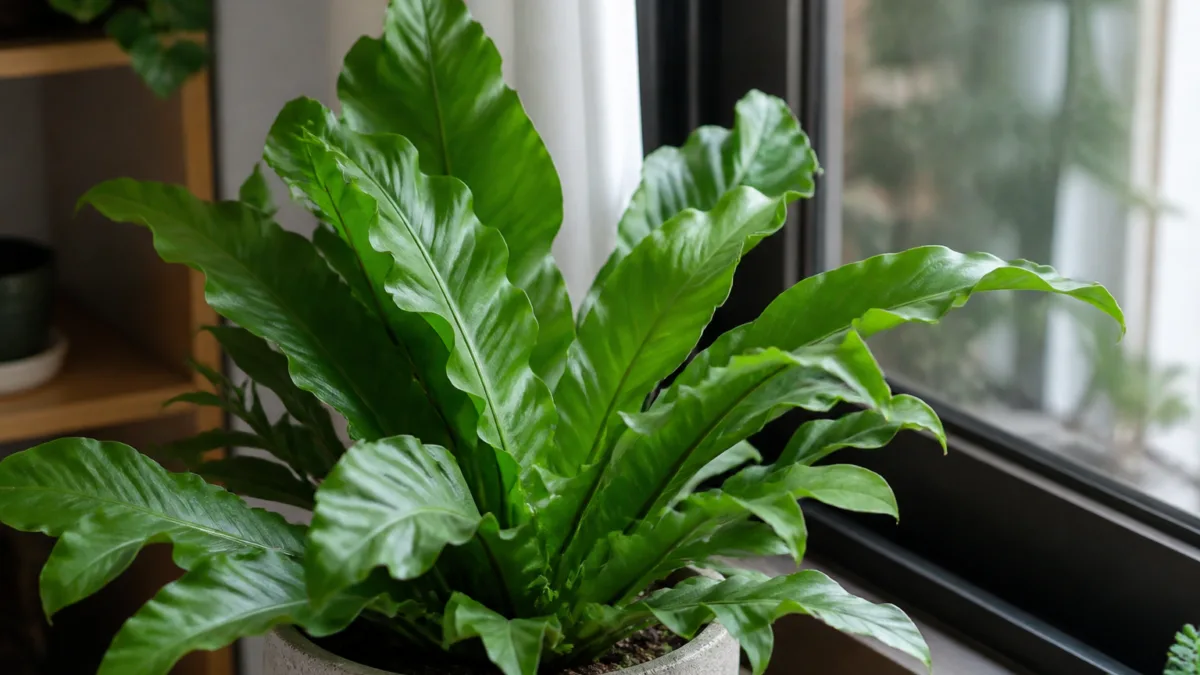 Planta ornamental com folhas de bordas onduladas perto de uma janela
