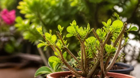Brotações com folhas menores em planta recém-podada