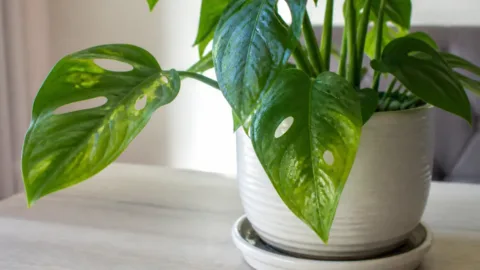 Folhas transparentes ou com aspecto encharcado: o que a planta pode estar sinalizando