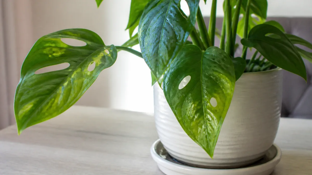 Folhas de planta com áreas translúcidas e aspecto encharcado