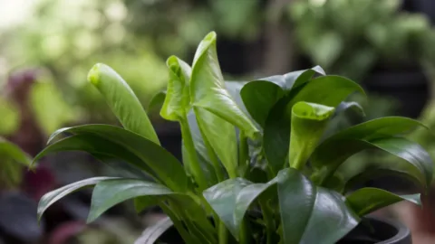 Folhas verdes enroladas para dentro em uma planta de vaso