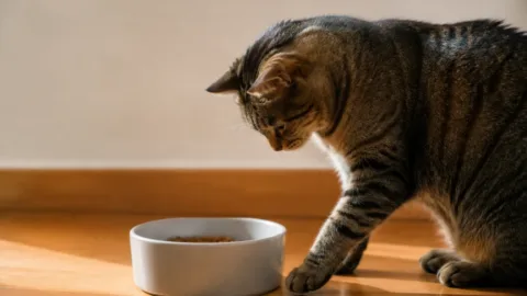 Gato arranhando o chão perto do pote após comer