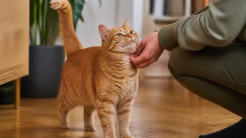 Gato com a cauda erguida ao cumprimentar uma pessoa