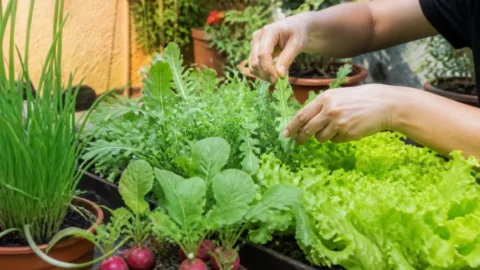 5 hortaliças que crescem rápido para começar uma horta em casa
